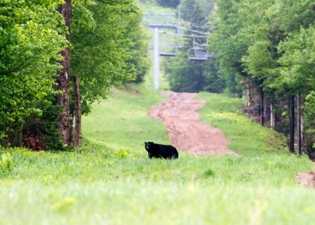Black Bear on the Slopes of Cannon Mountain (From Cannon Mtn Facebook, June 2016)