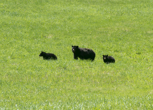 Momma bear with cubs on the slopes of Cannon Mtn 