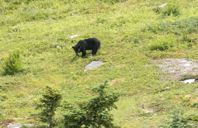 View of a black bear from Cannon Tramway