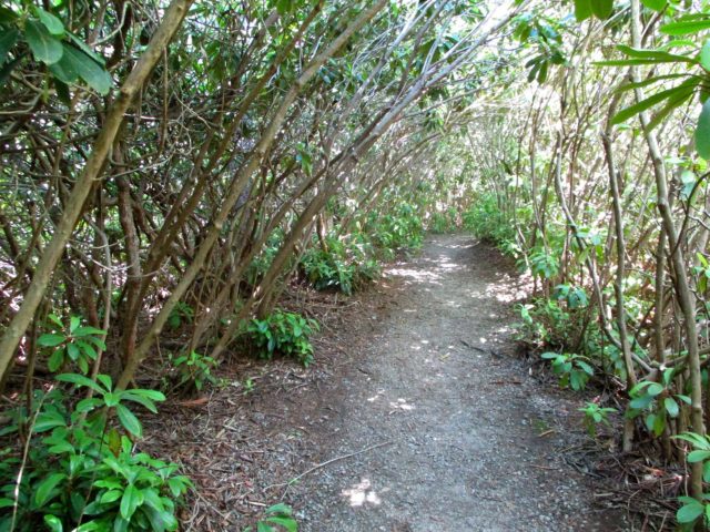 Tunnel of Giant Rhododendron