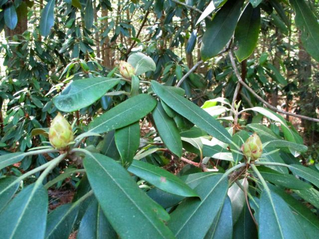 Rhododendron flower buds still tightly formed in a shaded area.