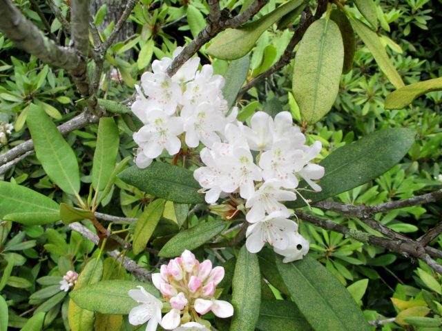 Rhododendron Bloom Report Picture - July 15, 2016