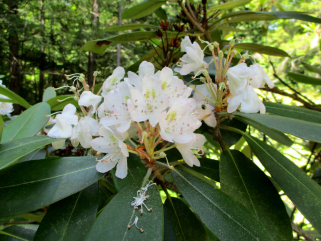 rhododendron bloom report: 7/22/16