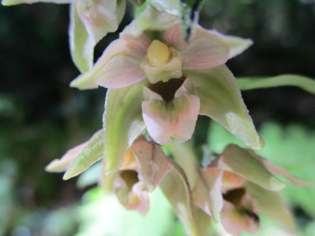 A clearer picture of Epipactis helleborine