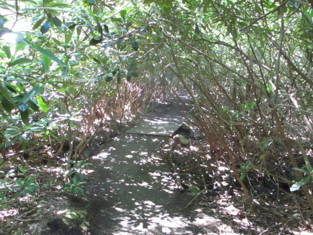 Another "tunnel" in the grove