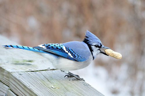 blue-jay-with-peanut-in-its-mouth