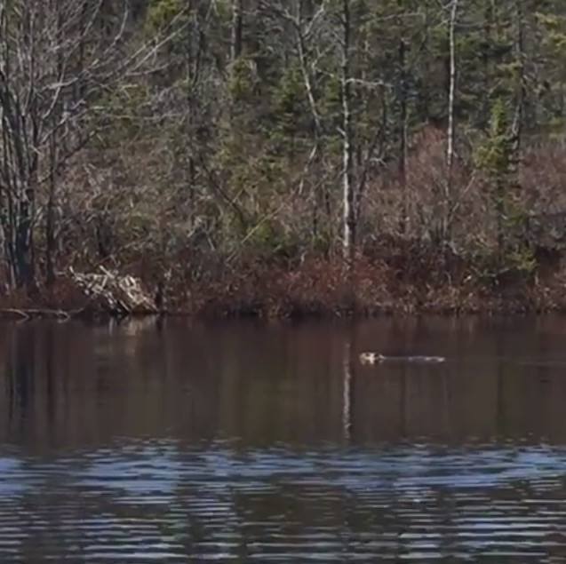 Beaver swimming in Spruce Pond at Bear Brook State Park