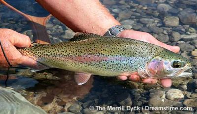 The Eastern Brook Trout - NH State Parks