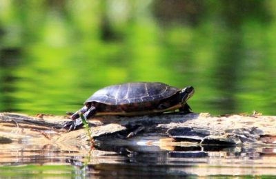 Encounters of the Wild Kind - NH State Parks