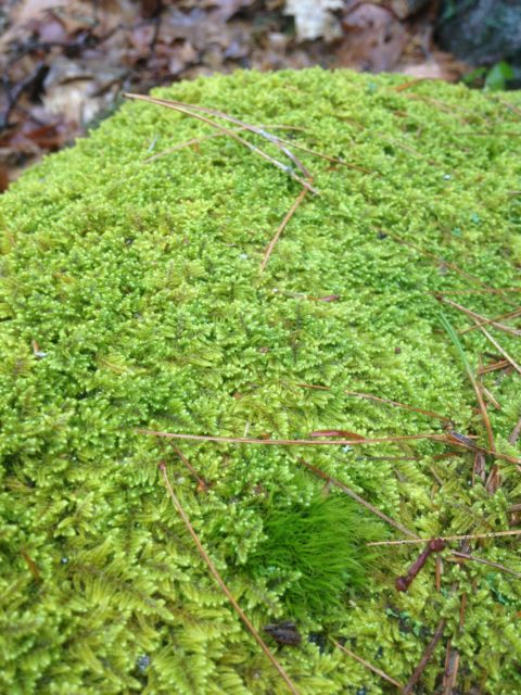 A zoomed in photo of moss found out in the woods. It is a vibrant color of green with subtle shades of black and white mixed in. Moss is fantastic to explore by touch too!