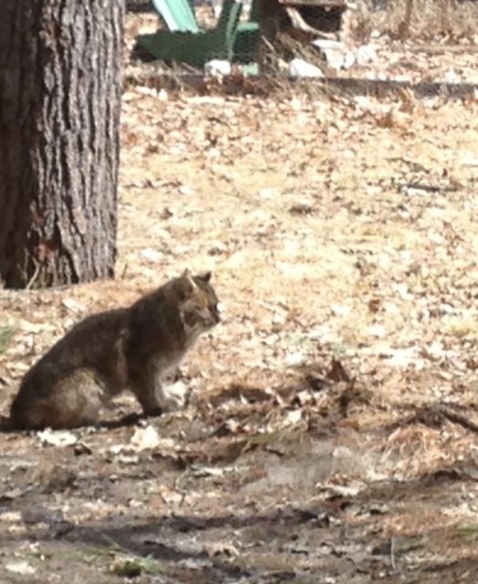 A small bobcat about the size of a house cat. It is relaxing in the sun right near my car!