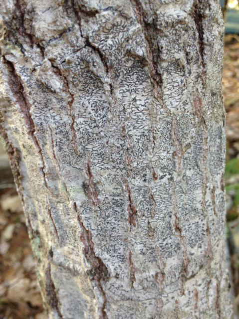 lichen on tree bark