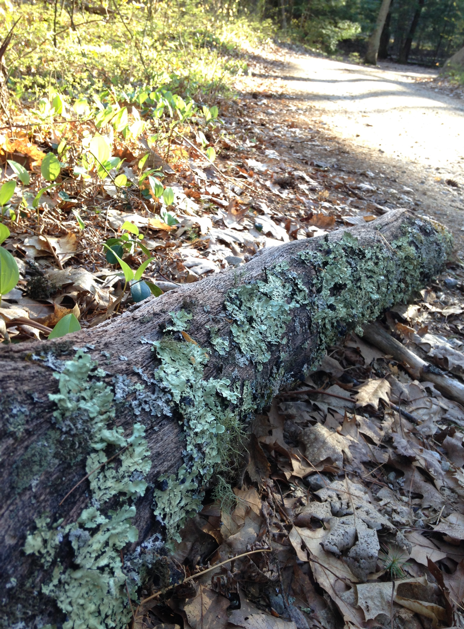 Light blue lichen attached to a fallen tree trunk