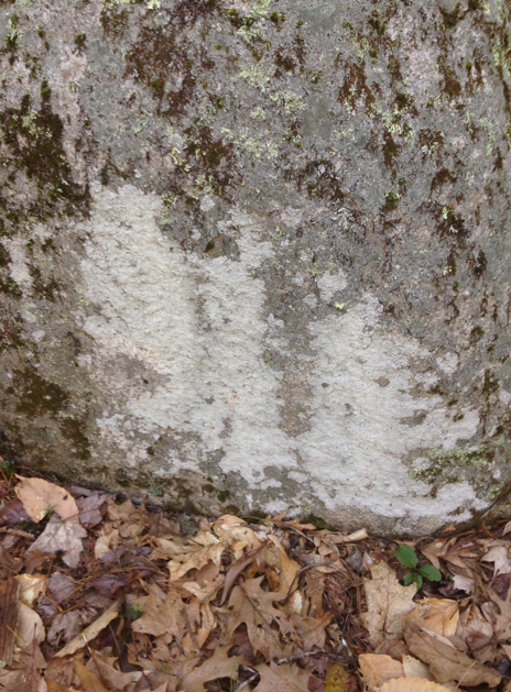 Grey lichen pasted onto a boulder