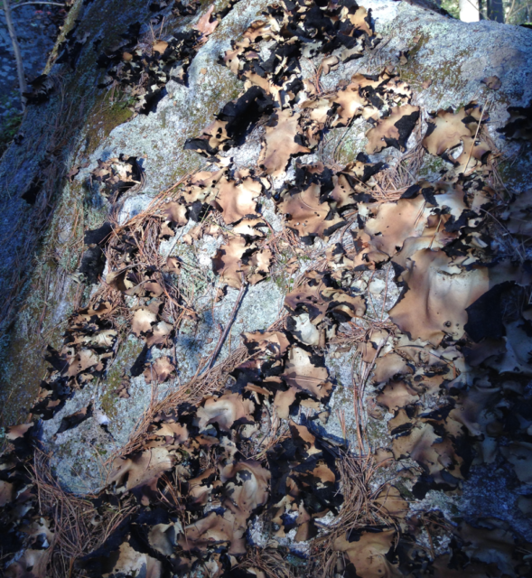 Large leafy brown lichen, resembling flaps of leather clinging to a boulder.