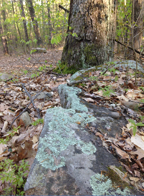 A light blue lichen attached like a crust on a boulder. 