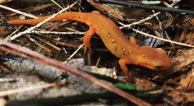 Animal of Interest: Eastern Red-Spotted Newt - NH State Parks