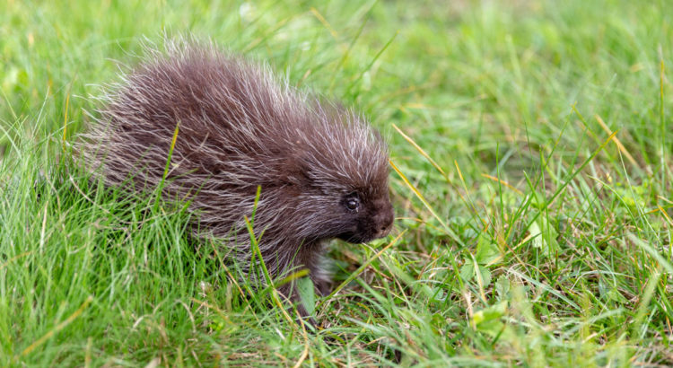 Porcupine crawling through grass near Bear Hill