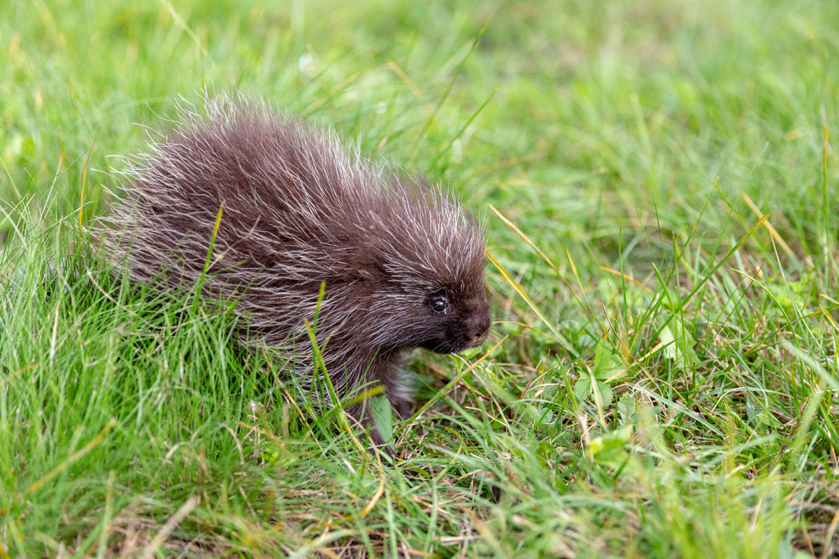 porcupine shooting quills