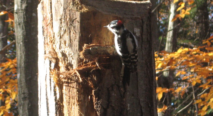 Hairy woodpecker on bump tree
