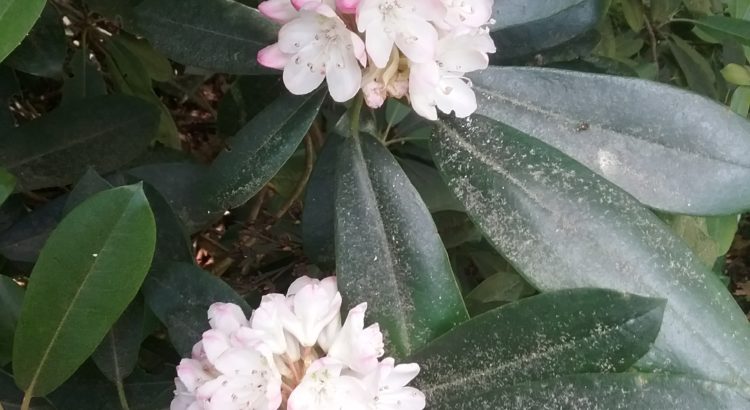rhododendron blooking