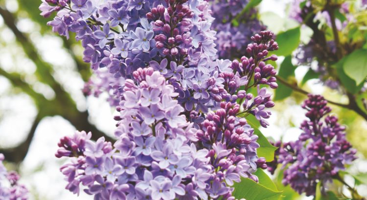 Purple Lilac (Syringa vulgaris) - the New Hampshire state flower