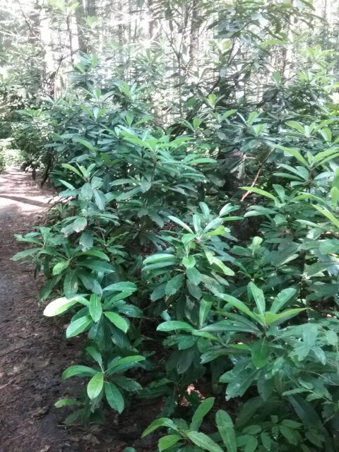 Rhododendrons without flowers