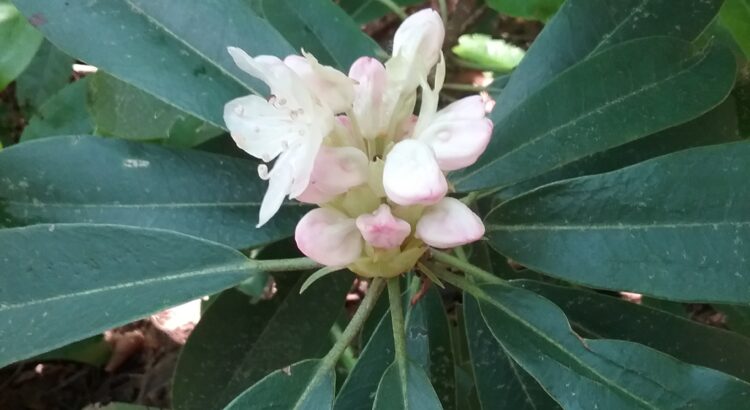 rhododendron flower cluster