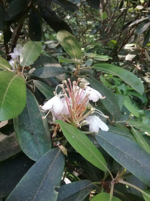 Rhododendron bloom close to the end.