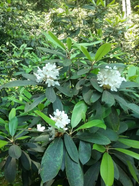 Rhododendron blooms