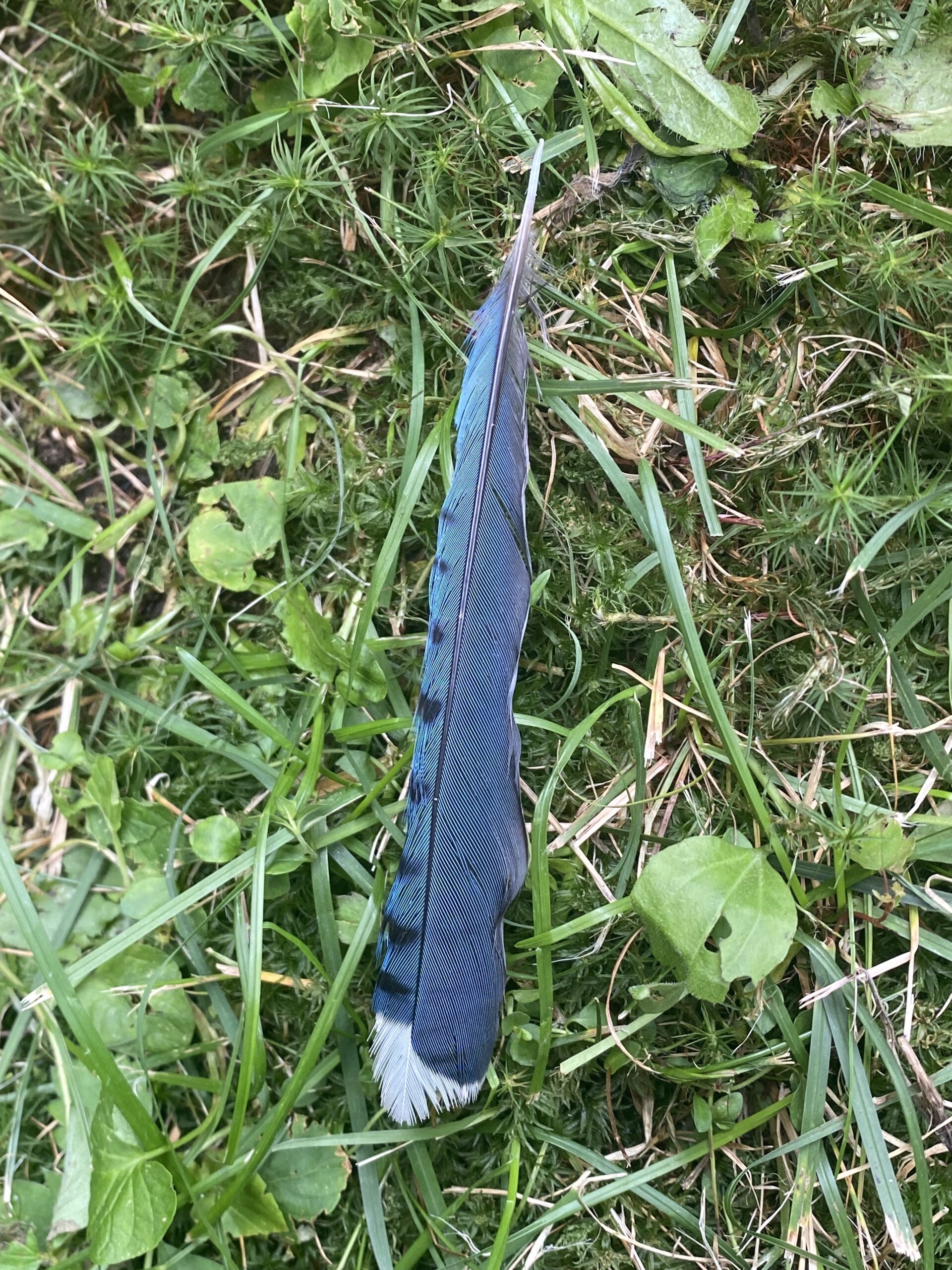 blue-jays-bullies-or-buddies-nh-state-parks