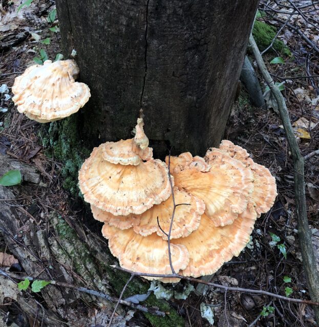 Species Spotlight: the Chicken of the Woods - NH State Parks