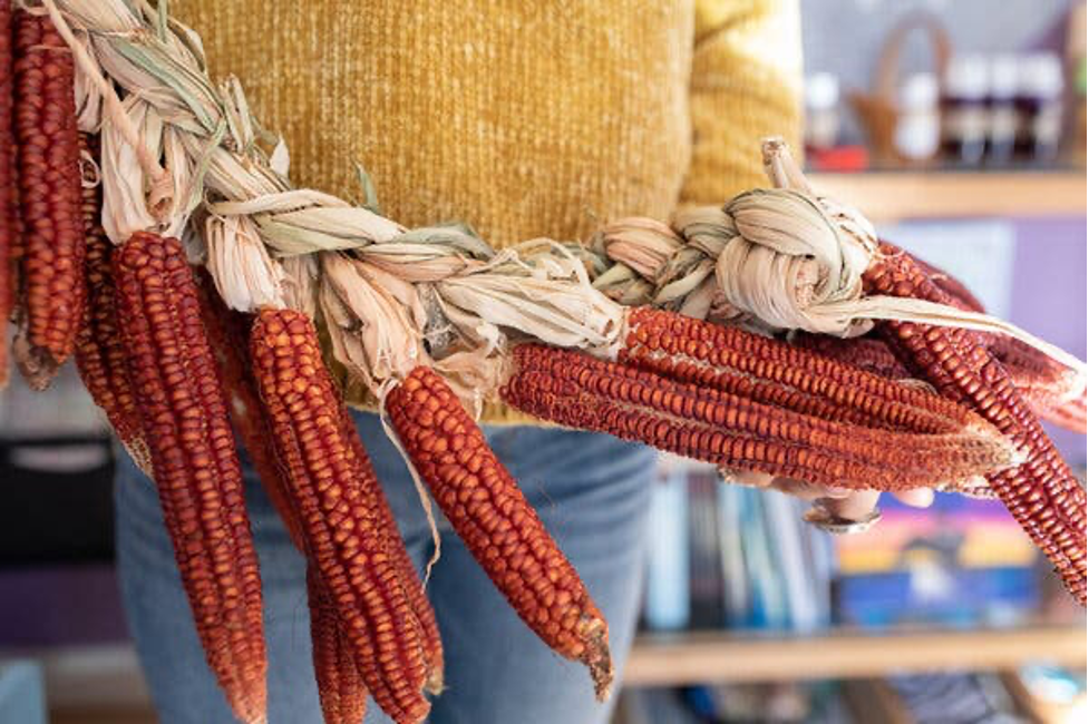 A woman wearing a yellow sweater holds several ears of red corn.