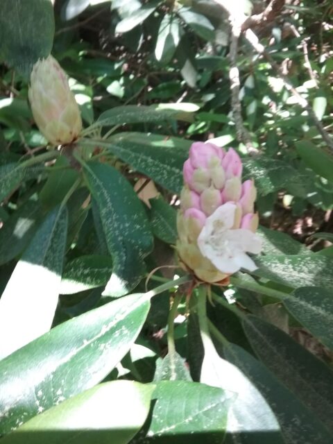 Blooms at Rhododendron State Park