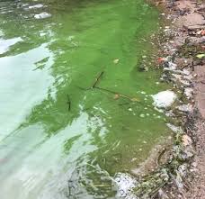 A body of water with cyanobacteria present. 