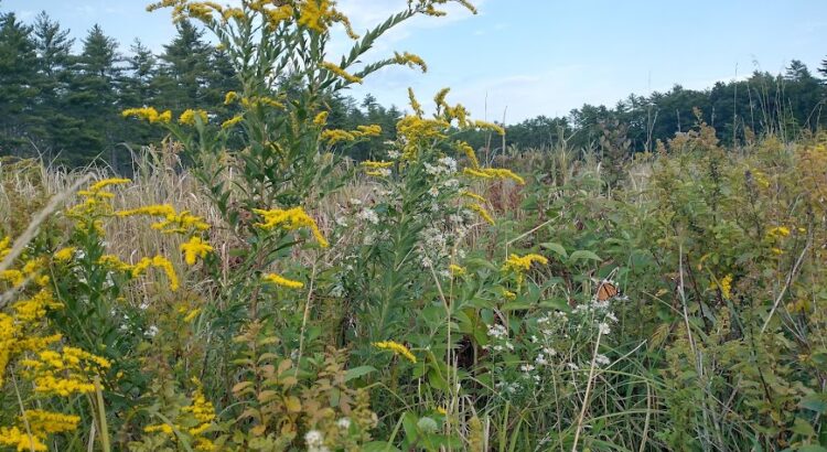 goldenrod and fall flowers