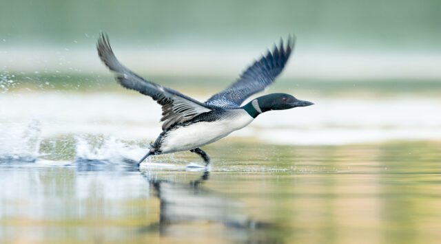 A loon splashes the surface of a pond as it takes flight.