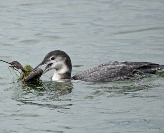 A loon swimming in the ocean holds a small lobster in its beak.