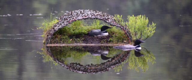 A loon rests on small raft of floating vegetation, with a second loon swimming nearby.