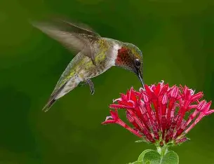 hummingbird_on_bee_balm
