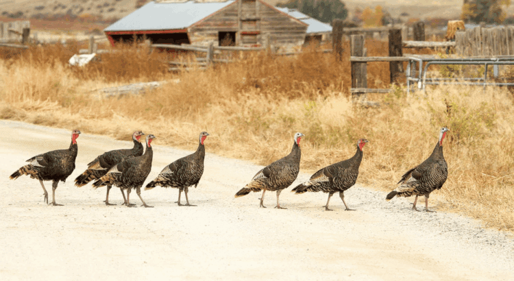 Turkeys crossing the road.